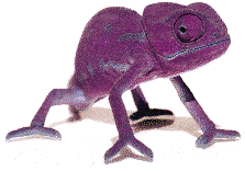Logo Camaleon